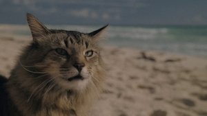 Пойман с поличным кадр 38 в качестве на Эмбликс Пойман с поличным кадр 38 онлайн-кинотеатр Эмбликс