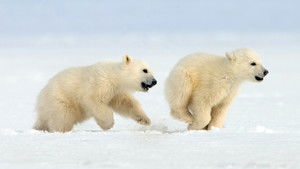 Снежные медведи кадр 2 в качестве на Эмбликс Снежные медведи кадр 2 онлайн-кинотеатр Эмбликс