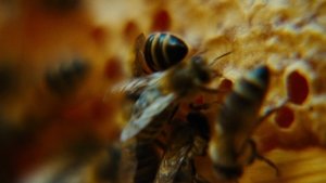 Бугония кадр 119 в качестве на Эмбликс Бугония кадр 119 онлайн-кинотеатр Эмбликс