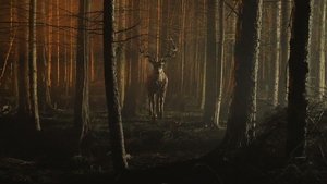 Бэмби: Лесной кошмар кадр 17 в качестве на Эмбликс Бэмби: Лесной кошмар кадр 17 онлайн-кинотеатр Эмбликс