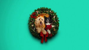 Хвостатое Рождество кадр 1 в качестве на Эмбликс Хвостатое Рождество кадр 1 онлайн-кинотеатр Эмбликс