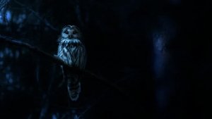 Ужасы природы кадр 3 на emblix online Ужасы природы кадр 3 на Эмбликс в Hd