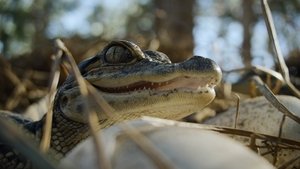 Ужасы природы кадр 2 на emblix online Ужасы природы кадр 2 на Эмбликс в Hd