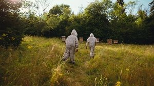 Бугония кадр 10 в качестве на Эмбликс Бугония кадр 10 онлайн-кинотеатр Эмбликс