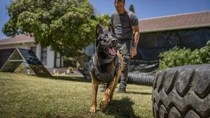 Клык 2: Город волков кадр 7 в качестве на Эмбликс Клык 2: Город волков кадр 7 онлайн-кинотеатр Эмбликс