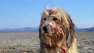 Парень и его пес кадр 5 в качестве на Эмбликс Парень и его пес кадр 5 онлайн-кинотеатр Эмбликс