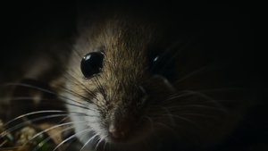 Ужасы природы кадр 6 на emblix online Ужасы природы кадр 6 на Эмбликс в Hd