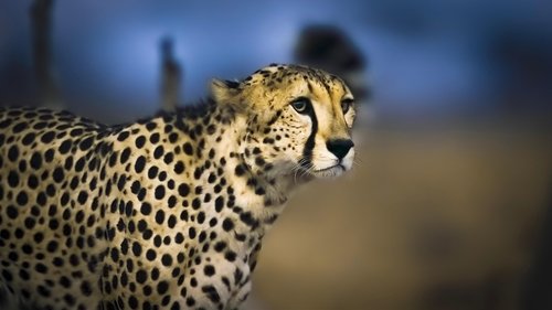 Равнины гепардов