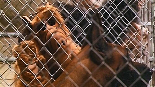 В поисках Лаки