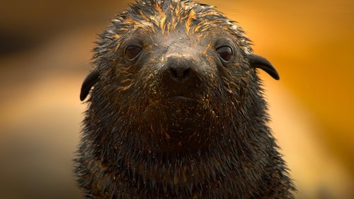 Берег тюленей