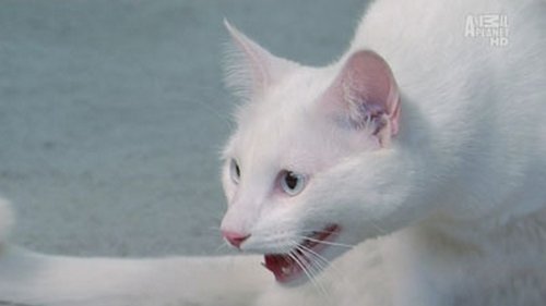 Эпизод 7