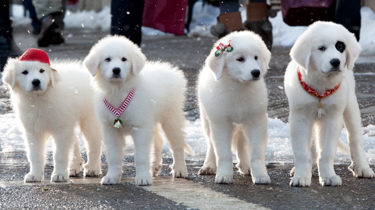 Коллекция всех эпизодов Santa Paws онлайн на Эмбликс