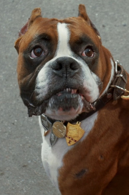 Подборка фильмов с пёс Платон online на Emblix