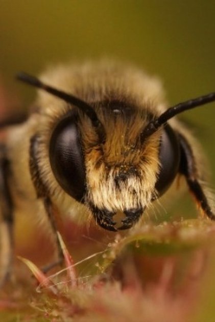 Подборка фильмов с Buzz Bee online на Emblix