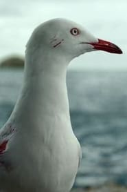 Sully Seagull