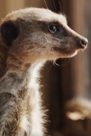 Подборка фильмов с Elvis le Suricate online на Emblix