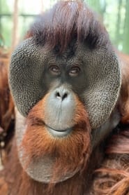 Подборка фильмов с Sam the Orangutan online на Emblix