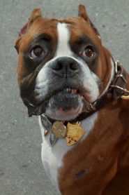 Подборка фильмов с пёс Платон online на Emblix