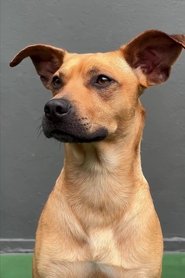 Подборка фильмов с Amendoim online на Emblix