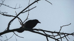 Сверхъестественное кадр 196 на Эмбликс в Hd