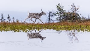 Приключения оленёнка кадр 8 онлайн-кинотеатр Эмбликс