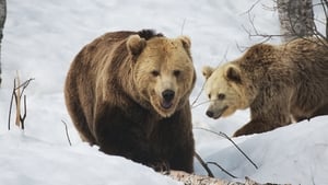 Волк против медведя кадр 1 онлайн-кинотеатр Эмбликс