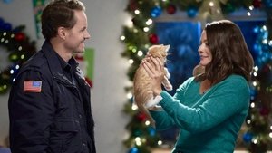 Девять котят в подарок кадр 2 онлайн-кинотеатр Эмбликс