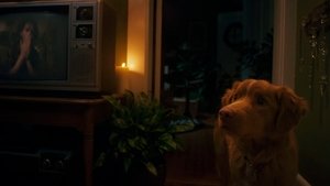 Глазами пса кадр 20 онлайн-кинотеатр Эмбликс