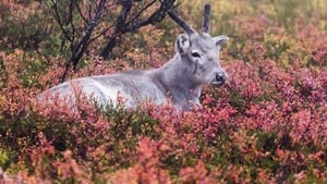 Приключения оленёнка кадр 5 онлайн-кинотеатр Эмбликс