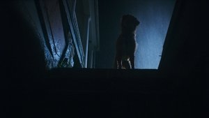 Глазами пса кадр 9 онлайн-кинотеатр Эмбликс