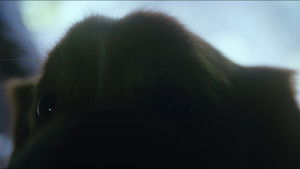 Глазами пса кадр 31 онлайн-кинотеатр Эмбликс