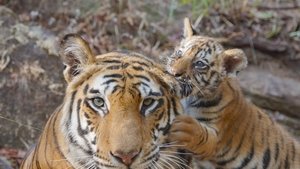 Тигр кадр 5 онлайн-кинотеатр Эмбликс