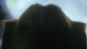 Глазами пса кадр 34 онлайн-кинотеатр Эмбликс