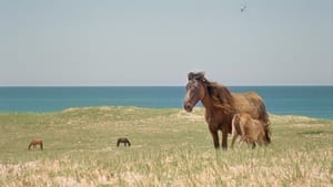 География одиночества кадр 5 онлайн-кинотеатр Эмбликс