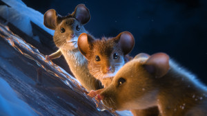 Мышиный переполох кадр 17 онлайн-кинотеатр Эмбликс