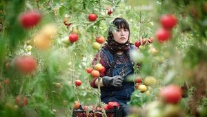 В стране братьев кадр 2 онлайн-кинотеатр Эмбликс