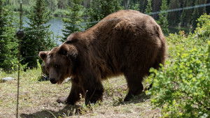 Ночь гризли кадр 2 онлайн-кинотеатр Эмбликс