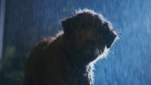 Глазами пса кадр 29 онлайн-кинотеатр Эмбликс