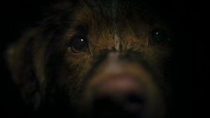 Глазами пса кадр 23 онлайн-кинотеатр Эмбликс