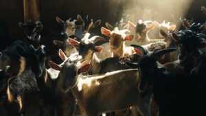 Могиканин кадр 9 онлайн-кинотеатр Эмбликс