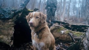 Глазами пса кадр 32 онлайн-кинотеатр Эмбликс