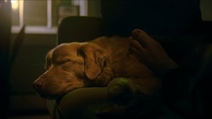 Глазами пса кадр 25 онлайн-кинотеатр Эмбликс