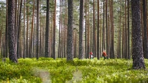 Тоттори! Лето, когда мы остались одни кадр 4 онлайн-кинотеатр Эмбликс