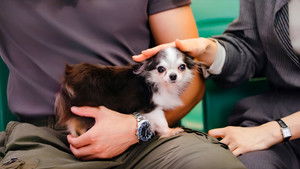 Весенняя лихорадка кадр 56 на Эмбликс в Hd