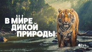 В мире дикой природы кадр 3 на Эмбликс в Hd