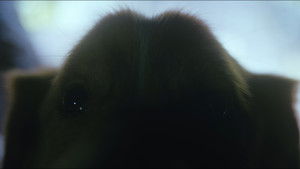 Глазами пса кадр 30 онлайн-кинотеатр Эмбликс