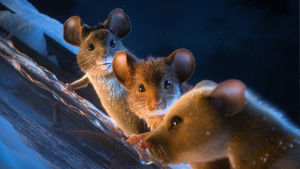 Мышиный переполох кадр 3 онлайн-кинотеатр Эмбликс