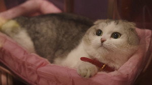 Запретный плод кадр 34 онлайн-кинотеатр Эмбликс