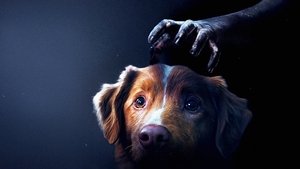Глазами пса кадр 2 онлайн-кинотеатр Эмбликс
