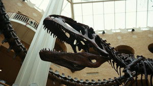 Бугония кадр 160 онлайн-кинотеатр Эмбликс